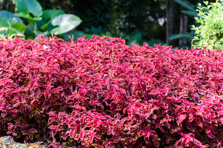 Plectranthus scutellarioides commonly known as coleusの写真素材