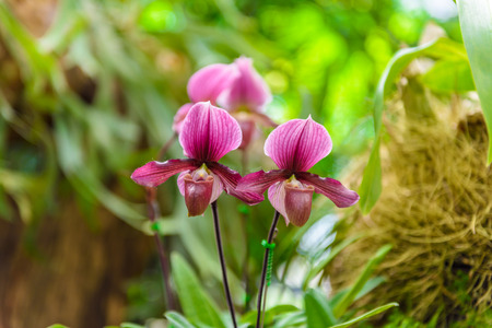 Soft focus of Paphiopedilum charlesworthii is a species of plant in the Orchidaceae familyの写真素材