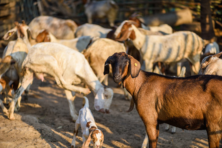 Goat portrait in stall farmの写真素材