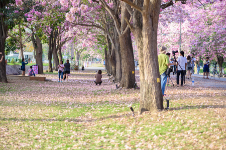 Tourists, photographers travel. Tabebuia rosea is Pink Flower neotropical tree. common name Pink trumpet tree, Pink poui, Basant rani in Nakhon Pathom, Kamphaeng Saen, Thailand on April 16, 2017のeditorial素材