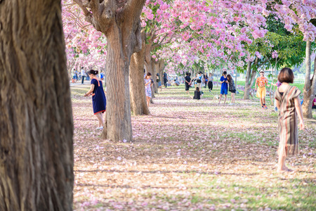 Tourists, photographers travel. Tabebuia rosea is Pink Flower neotropical tree. common name Pink trumpet tree, Pink poui, Basant rani in Nakhon Pathom, Kamphaeng Saen, Thailand on April 16, 2017のeditorial素材