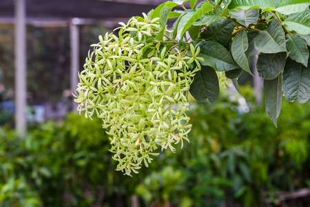 green Petrea volubilis,Petrea volubilis,Queen's Wreath, Sandpaper Vine, Purple Wreath, Blue Bird Vine, Fleur de Dieuの写真素材