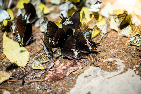 many pieridae butterflies gathering water on floor, Butterflies are feeding mineral in salt marsh in forest, kaeng krachan national park, thailandの写真素材