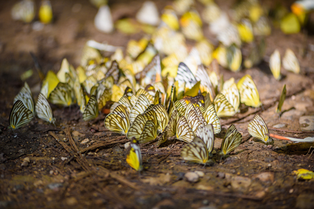 many pieridae butterflies gathering water on floor, Butterflies are feeding mineral in salt marsh in forest, kaeng krachan national park, thailandの写真素材