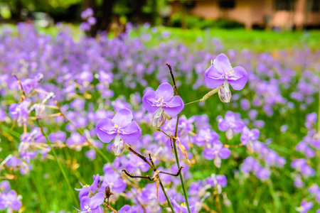 Crested serpent flower field in the gardenの写真素材