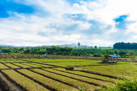 Landscape view of a freshly growing agriculture vegetable field. Soil preparation for agricultureの写真素材