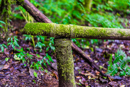 Moss on the tree in Ang Ka Luang Nature Trail is an educational nature trail inside a rainforest on the peak of Doi Inthanon National Park in Chiang Mai, Thailand. very popular for photographer and tourists. Natural and Travel Concept.の写真素材