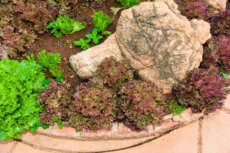 Vegetable garden Herbs, and vegetables in backyard formal garden. Eco friendly gardeningの写真素材
