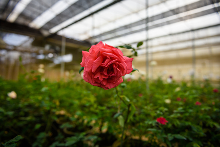 Closeup rose with buds in a romantic flower garden. Rose garden nursery with a plant sampleの写真素材