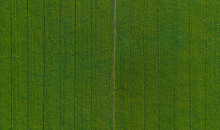 Top view background of green rice field, where the seeds are harvested, yield the most of Thailand...