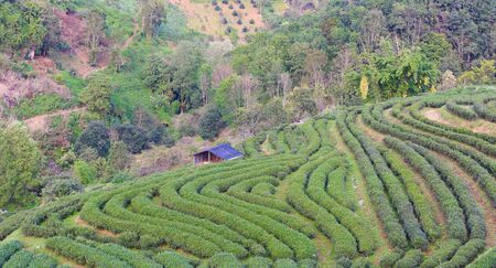 Landscape of  Tea plantation 2000 at Doi Ang Khang , Chaing Mai, Thailandの写真素材