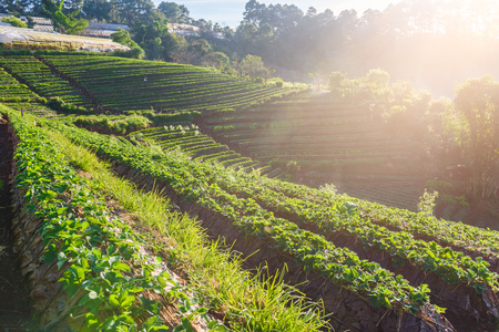 Rows of cultivation strawberries in a strawberry farm at doi angkhang mountain, chiangmai, thailandの写真素材