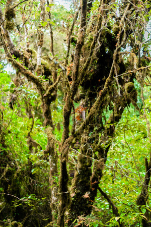 Moss on the tree in Ang Ka Luang Nature Trail is an educational nature trail inside a rainforest on the peak of Doi Inthanon National Park in Chiang Mai, Thailand. very popular for photographer and tourists. Natural and Travel Concept.の写真素材
