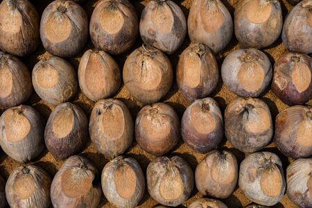 Group of Coconut Perfume is cutting head Arrange, Sort orderly preparations for such varieties for planting coconut trees, Layered bottom with coconut shell's hair, in the nursery farmの写真素材