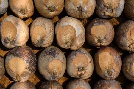 Group of Coconut Perfume is cutting head Arrange, Sort orderly preparations for such varieties for planting coconut trees, Layered bottom with coconut shell's hair, in the nursery farmの写真素材