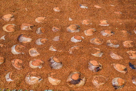 Group of Coconut Perfume is cutting head Arrange, Sort orderly preparations for such varieties for planting coconut trees, Layered bottom, top with coconut shell's hair, in the nursery farmの写真素材