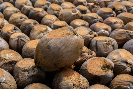 Group of Coconut Perfume is cutting head Arrangeの写真素材