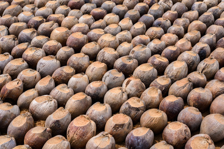 Group of Coconut  is cutting head Arrange, Sort orderly preparations for such varieties for planting coconut trees, Layered bottom with coconut shell's hair, in the nursery farmの写真素材