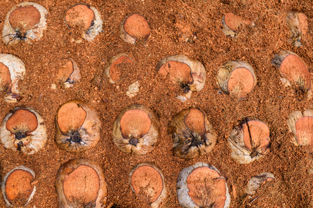 Group of Coconut  is cutting head Arrange, Sort orderly preparations for such varieties for planting coconut trees, Layered bottom, top with coconut shell's hair, in the nursery farmの写真素材