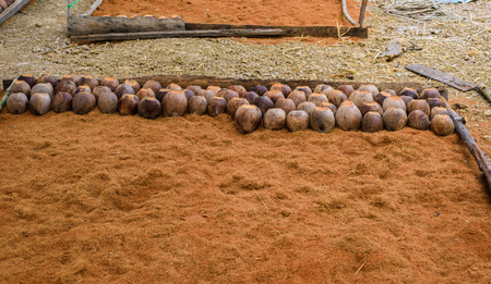 Group of Coconut  is cutting head Arrange, Sort orderly preparations for such varieties for planting coconut trees, Layered bottom with coconut shell's hair, in the nursery farmの写真素材