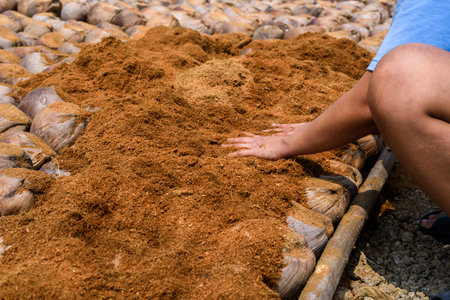 Gardeners are sprinkling coconut shell's hair and use hand equalize on top of coconut Perfume plantations for Breeds Layered bottom, top with coconut shell's hair, in the nursery farmの写真素材