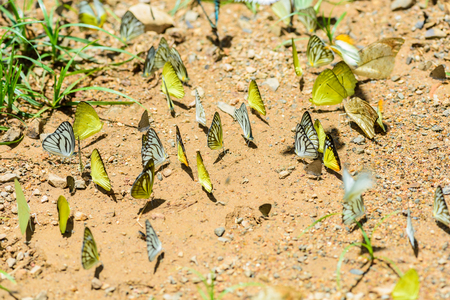many pieridae butterflies gathering water on floor, Butterflies are feeding mineral in salt marsh in forest, kaeng krachan national park, thailandの写真素材