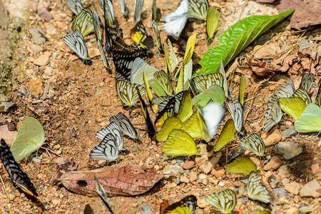 many pieridae butterflies gathering water on floor, Butterflies are feeding mineral in salt marsh in forest, kaeng krachan national park, thailandの写真素材