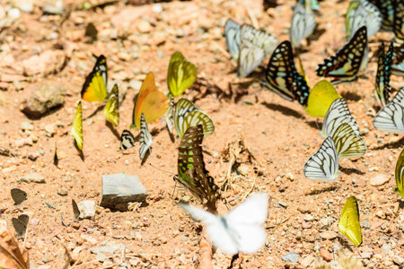 many pieridae butterflies gathering water on floor, Butterflies are feeding mineral in salt marsh in forest, kaeng krachan national park, thailandの写真素材