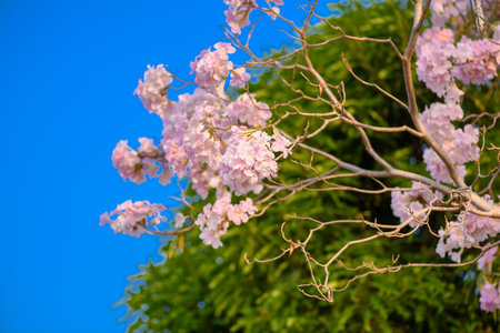 Tabebuia rosea is a Pink Flower neotropical tree and blue sky. common name Pink trumpet tree, Pink...