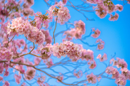 Tabebuia rosea is a Pink Flower neotropical tree. common name Pink trumpet tree, Pink poui, Pink...