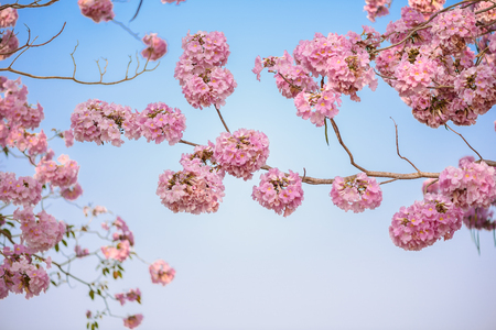 Tabebuia rosea is a Pink Flower neotropical tree and blue sky. common name Pink trumpet tree, Pink poui, Pink tecoma, Rosy trumpet tree, Basant raniの写真素材