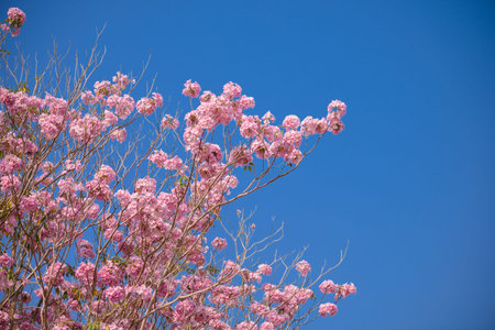 Tabebuia rosea is a Pink Flower neotropical tree and blue sky. common name Pink trumpet tree, Pink...