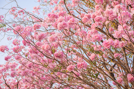 Tabebuia rosea is a Pink Flower neotropical tree. common name Pink trumpet tree, Pink poui, Pink...