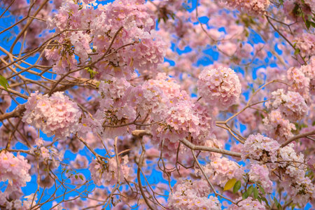 Tabebuia rosea is a Pink Flower neotropical tree. common name Pink trumpet tree, Pink poui, Pink...