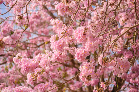 Tabebuia rosea is a Pink Flower neotropical tree. common name Pink trumpet tree, Pink poui, Pink...