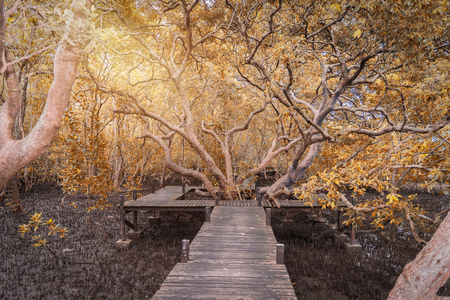 Wooden bridge or Walkway and big tree landmark at Mangroves in Tung Prong Thong or Golden Mangrove Field at Estuary Pra Sae, Rayong, Thailand. Fantacy Color Toneの写真素材