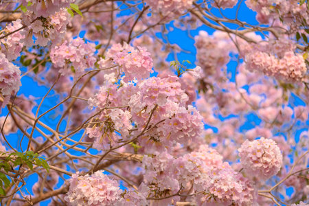 Tabebuia rosea is a Pink Flower neotropical tree. common name Pink trumpet tree, Pink poui, Pink...