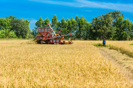 Combine harvester in action on rice field. Harvesting is the process of gathering a ripe crop from the fields in thailandの写真素材
