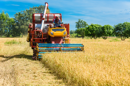 Combine harvester in action on rice field. Harvesting is the process of gathering a ripe crop from the fields in thailandの写真素材