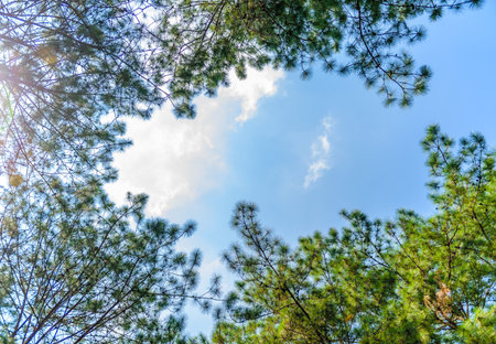 Nature background of Green leaves on trees with a blue sky and white clouds in the spring afternoon