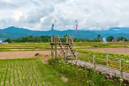 walkway was built from bamboo to walk through on the rice fieldの写真素材