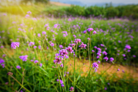 Violet verbena flowers in garden on blurred background with sunshine in the morningの写真素材