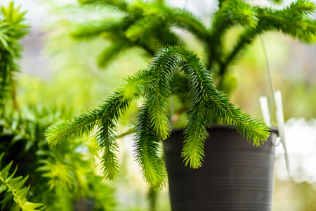 Close up branches of cryptomeria japonicaの写真素材
