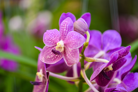 Beautiful White and Pink orchid flower and green leaves background in the garden. close up viewの写真素材