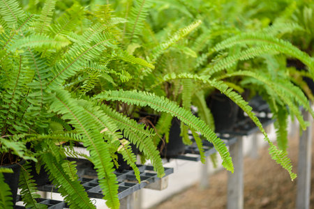 Beautyful ferns leaves green foliage natural floral in nursery farm