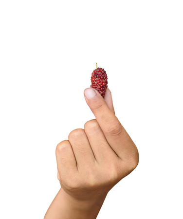Hand holding organic Mulberry friut isolated on white background with clipping pathの写真素材
