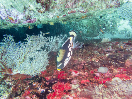 Reef fish, Titan Triggerfish ,top view, similan islands phuket Thailand