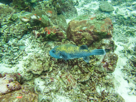 Puffer fish in nature oceanの写真素材