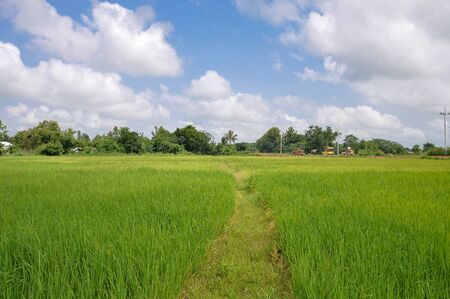 Prosperity is coming to the countryside, front is field, background workers under constructionの写真素材