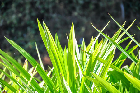 Green Pandan Leaves have sunlight behind on high hill, Chiang Mai Thailandの写真素材